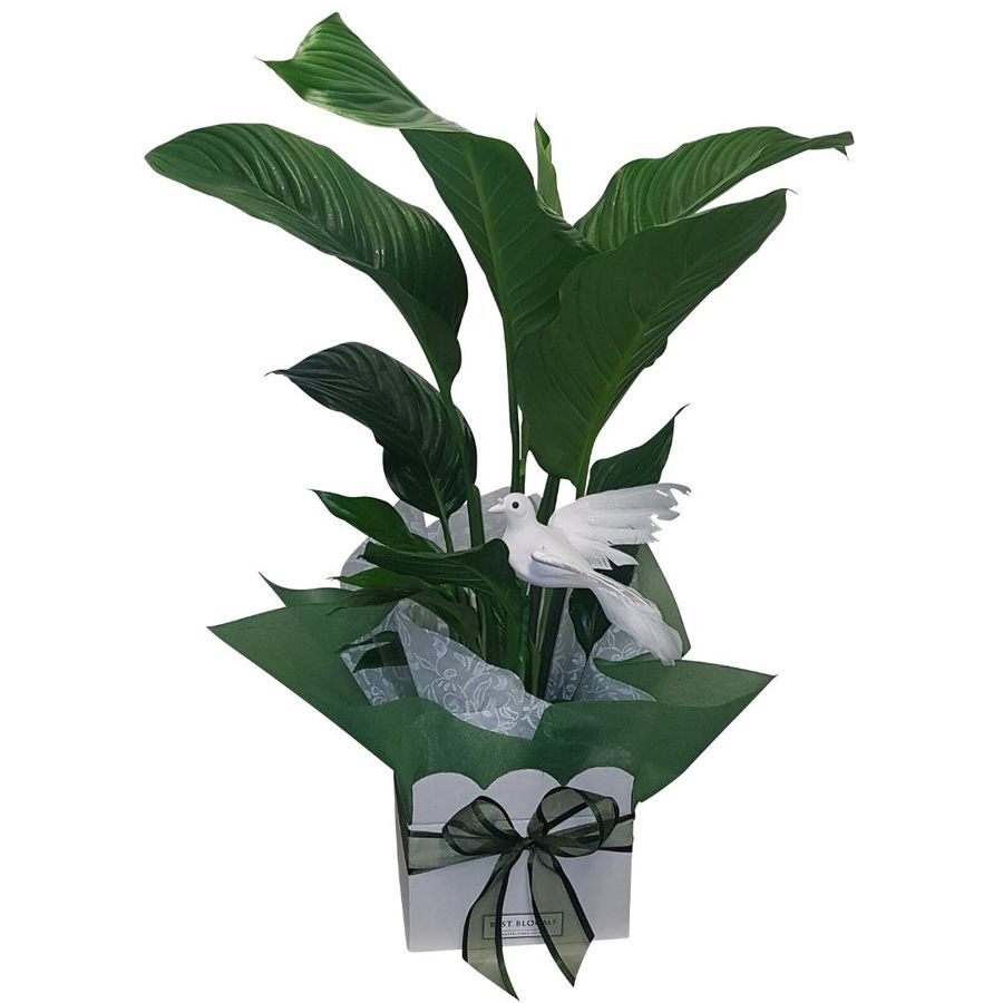 Standard Peace Lily with White Dove