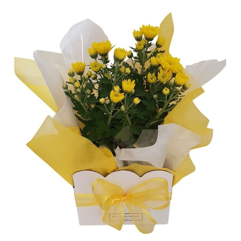 Standard Gift Wrapped Chrysanthemum Plant