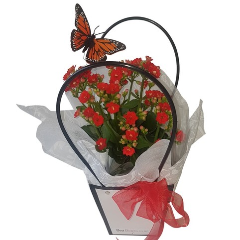 Standard Kalanchoe Plant with Butterfly