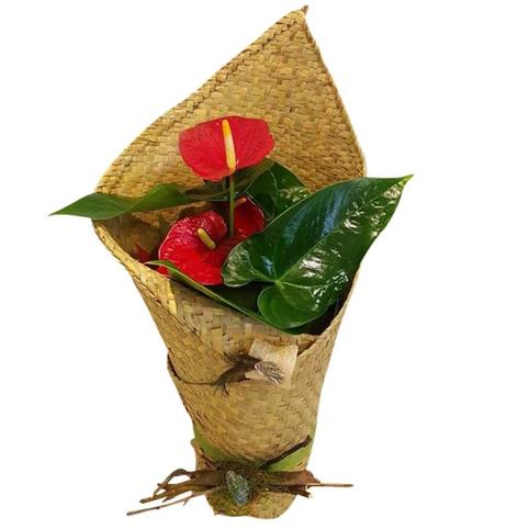 Standard Tropical Plant in Kete Wrap 