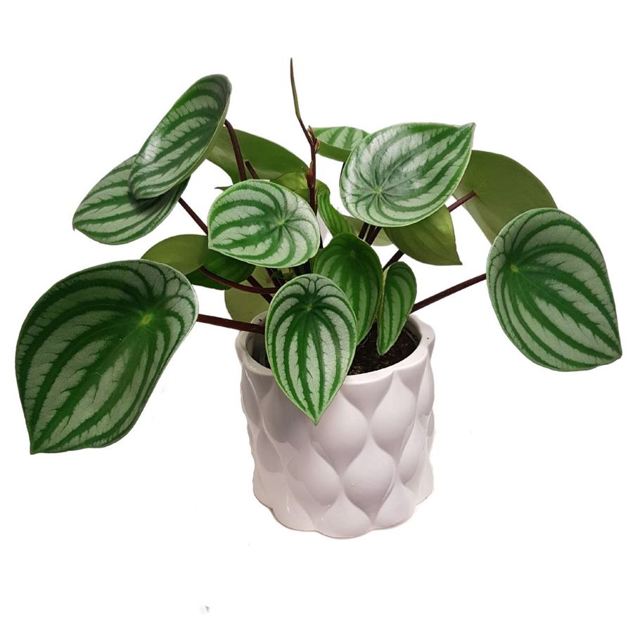 Standard Living Green Plant in Ceramic Pot