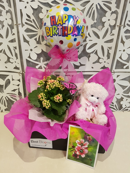 Testimonial for Kalanchoe Plant with Butterfly
