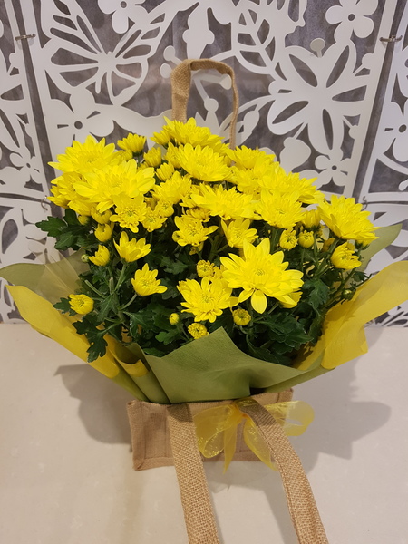Testimonial for Gift Wrapped Chrysanthemum Plant