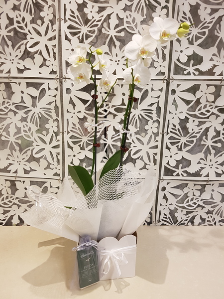 Testimonial for Phalaenopsis Orchid - Moth Orchid Plant