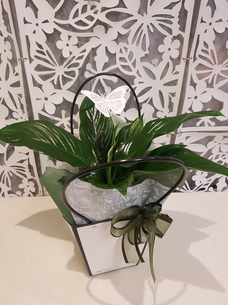 Testimonial for Lush Green Plant with Butterfly