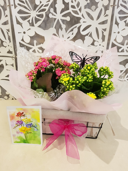 Testimonial for Pretty Plants for Mum