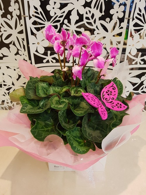 Testimonial for Cyclamen Plant with Keepsake Butterfly