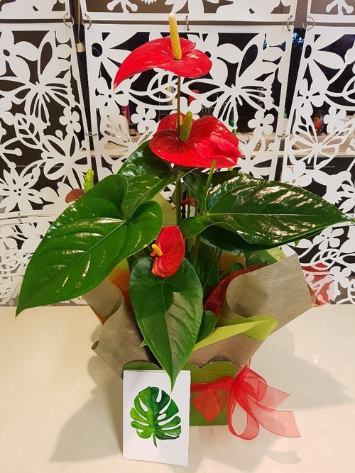 Testimonial for Heart-Shaped Flowers -Tropical Anthurium Plant