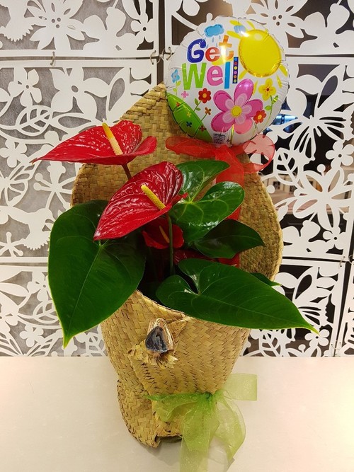 Testimonial for Tropical Plant in Kete Wrap