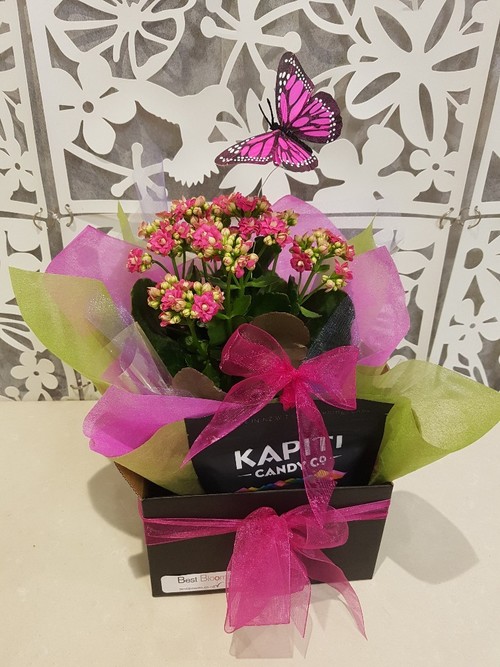 Testimonial for Kalanchoe Plant with Butterfly