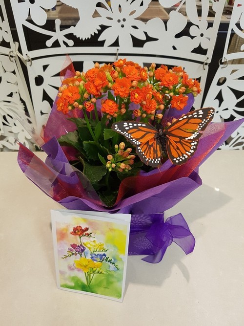 Testimonial for Kalanchoe Plant with Butterfly