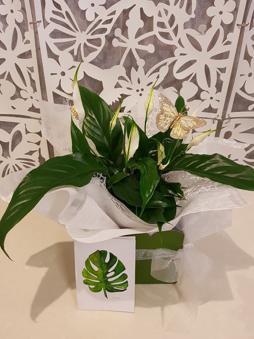 Testimonial for Lush Green Plant with Butterfly