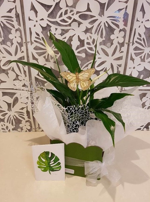 Testimonial for Lush Green Plant with Butterfly