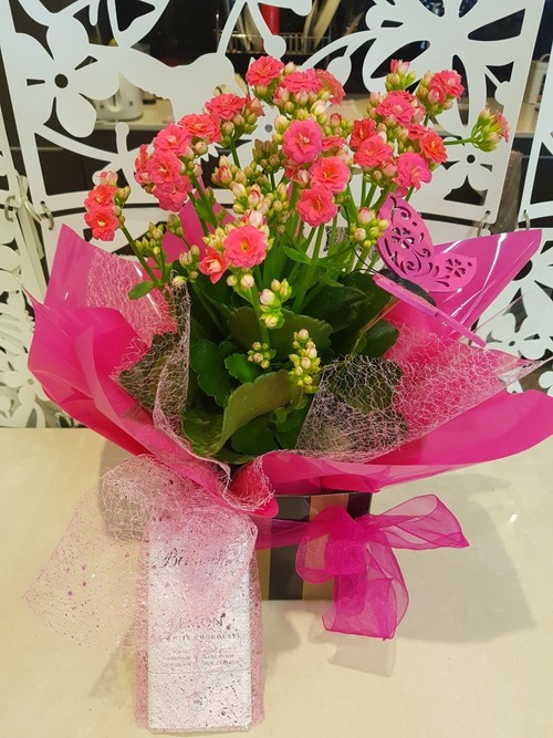Testimonial for Kalanchoe Plant with Butterfly