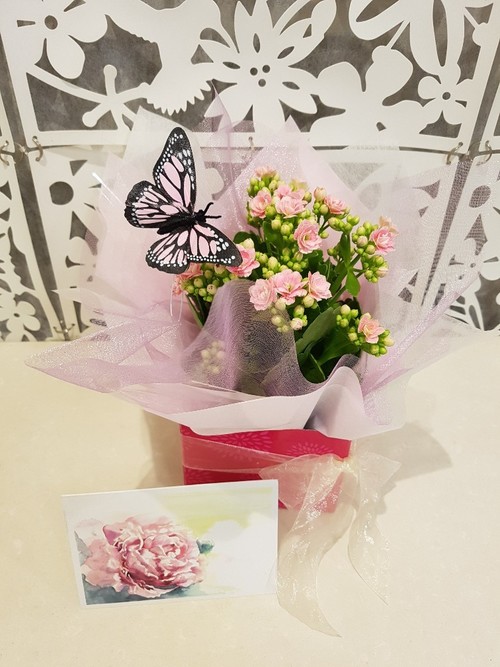 Testimonial for Kalanchoe Plant with Butterfly