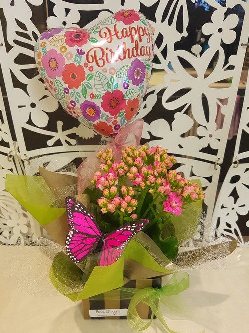 Testimonial for Kalanchoe Plant with Butterfly