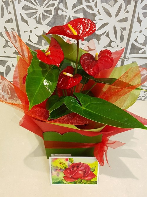 Testimonial for Heart-Shaped Flowers -Tropical Anthurium Plant