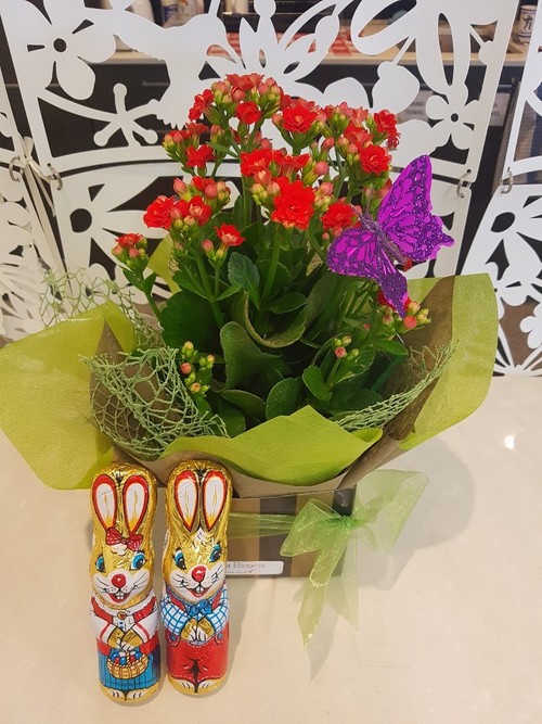 Testimonial for Kalanchoe Plant with Butterfly