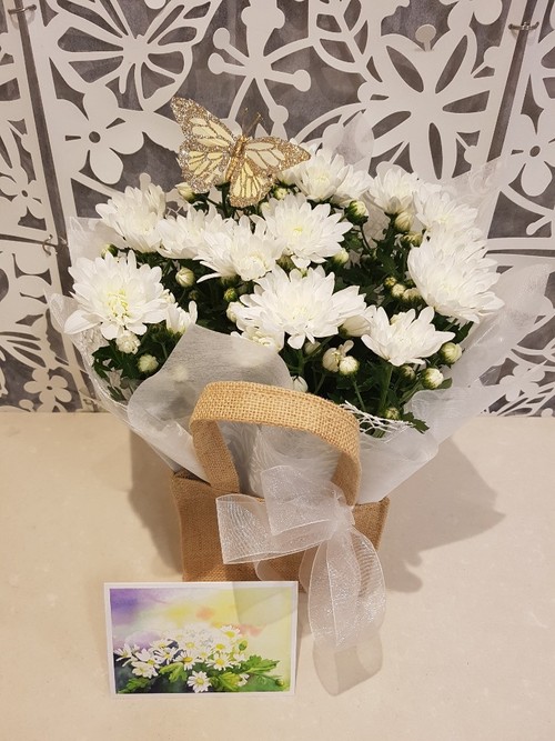 Testimonial for Gift Wrapped Chrysanthemum Plant