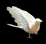 White Dove