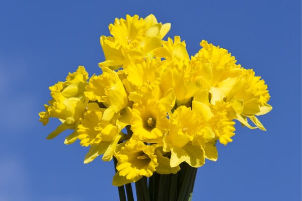 How to support Cancer research with Daffodil Day in New Zealand