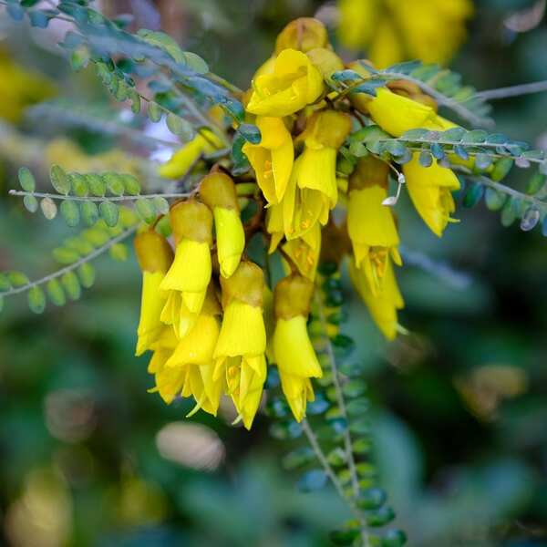 Do you use Native New Zealand Flowers in Floristry?