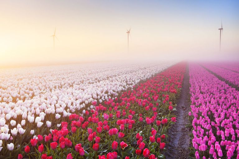 Tulips growing in the fields