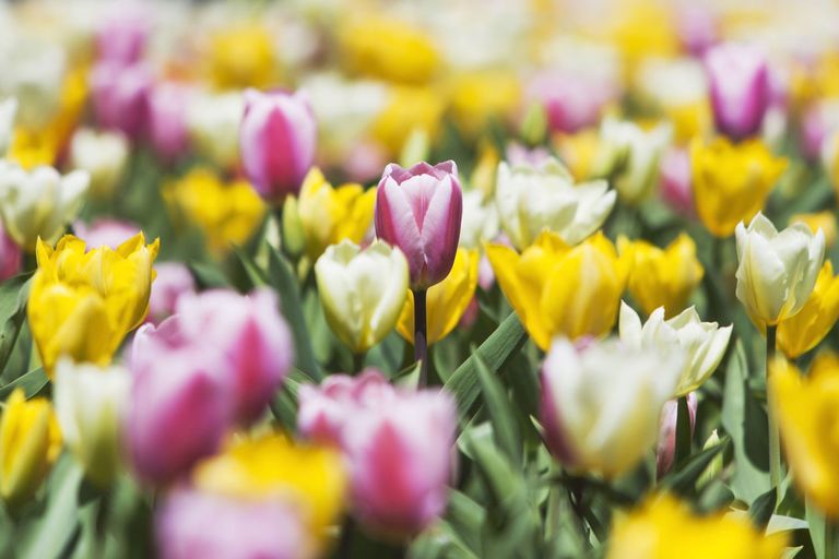 close up view of fresh tulips in season