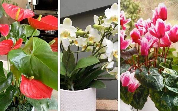 Caring for your indoor or outdoor potted plant