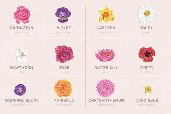 Birth Flowers by Month Birthstones and Star signs by month