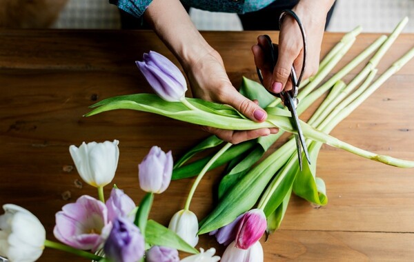 Using sharp scissors to cut tulip stems before arranging flowers