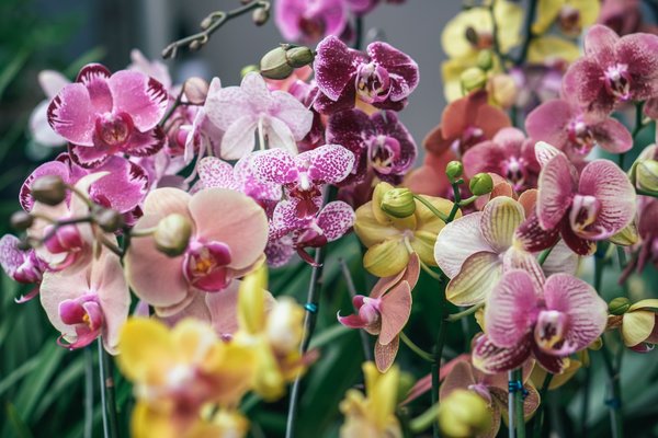 A history of Orchids, their varieties and their use