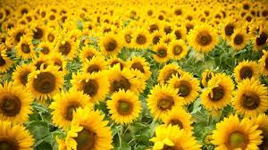 New Zealand Sunflowers | Helianthus Annus | Giant sunflowers | Dwarf sunflowers