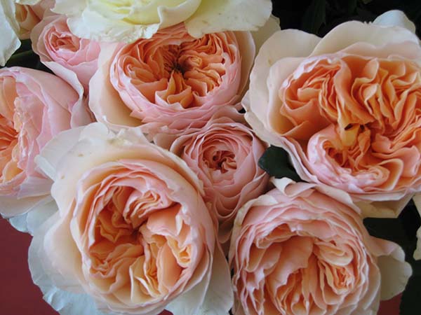 David Austin Peach coloured Juliet Garden Rose