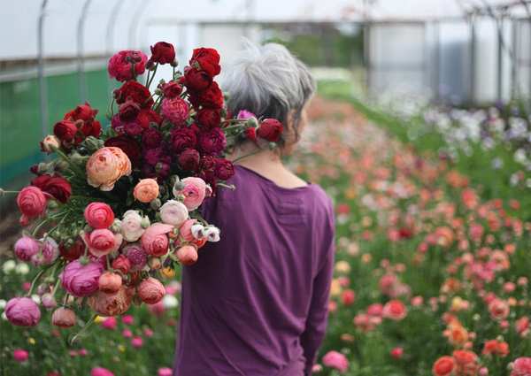 Best Blooms uses and supports locally grown flowers in their arrangements in Auckland, NZ