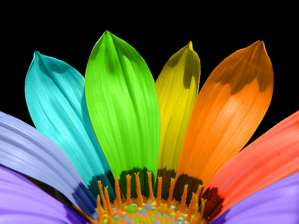 Find out what flowers are available in which colours, for your special arrangement