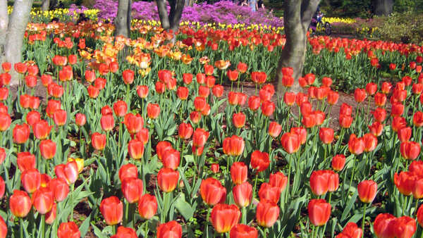 Read all about Tulips and their incredible history