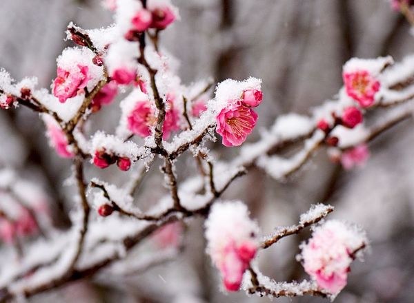 Winter flowers in bloom and available for delivery in New Zealand