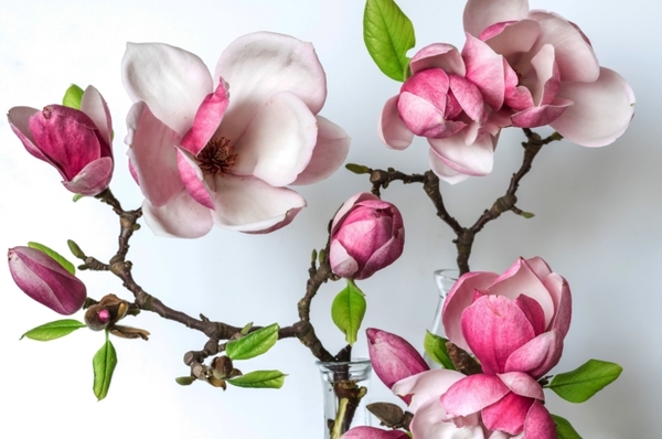 Find out if your favourite flowers are in season in New Zealand