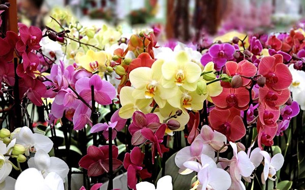 Five most popular winter flowers for delivery in Auckland, NZ