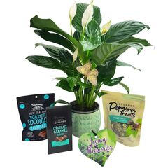 House Plants Gift Boxes delivered in Auckland NZ