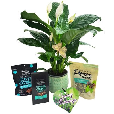 House Plants Gift Boxes delivered in Auckland NZ
