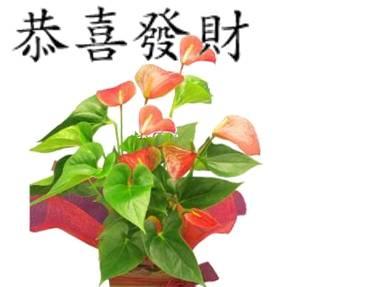 what is chinese new year flower