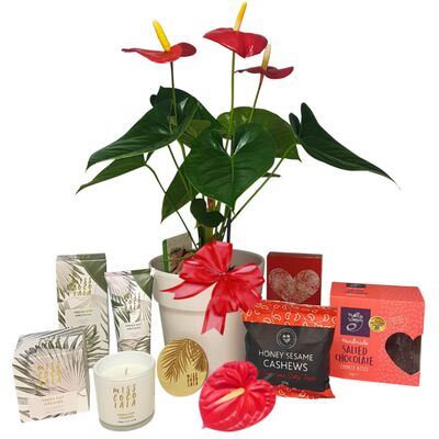 Plants delivered Auckland NZ - Red anthurium plants for Valentines Day gifting.