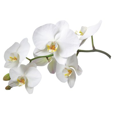 Orchids Auckland Deliveries