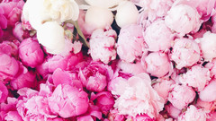 Peonies Auckland. Peony Roses Auckland.