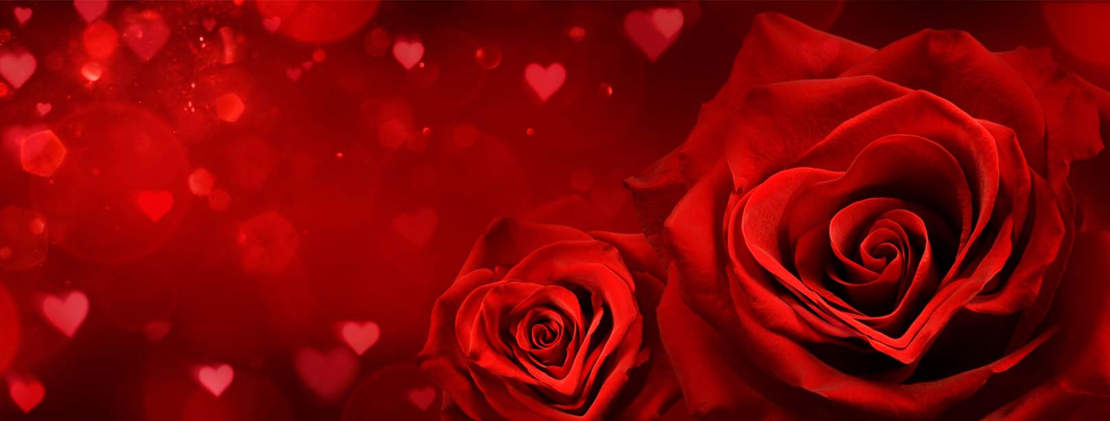 Valentine’s Day roses and flowers delivered in Auckland