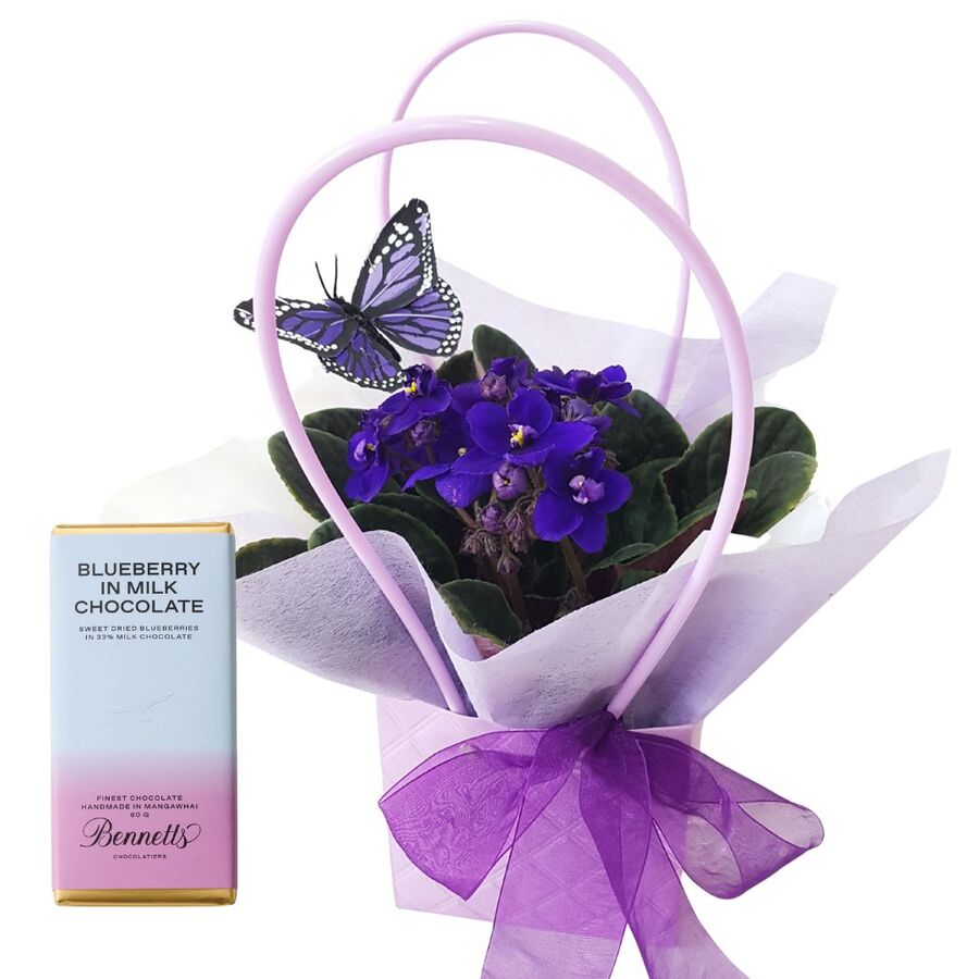 African Violet Plant with Chocolates and Coconut Ice Auckland Delivery