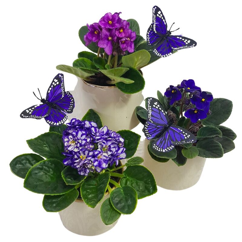 African Violet pot plant in ceramic pot. Auckland Plant Free Delivery