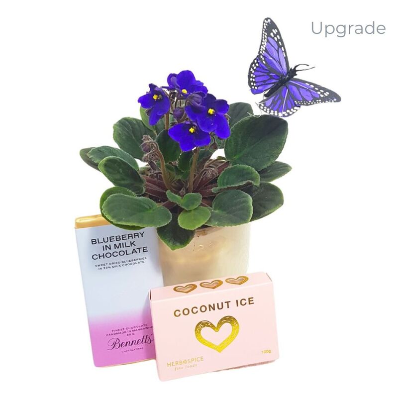 Upgrade African Violets with Gifts Auckland.